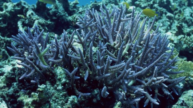 Blue coral reef structure with small yellow fish underwater in clear ocean