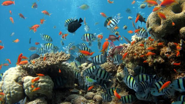 Colorful coral reef with diverse fish swimming under clear blue water