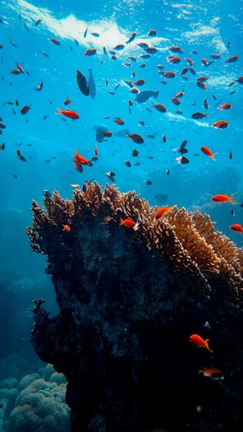 Vibrant coral reef full of colorful fish under clear blue water in a tropical ocean environment