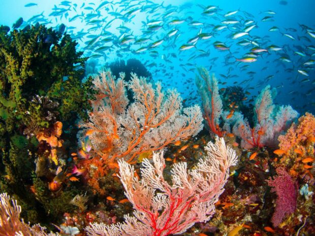Vibrant coral reef full of colorful fish and marine life underwater