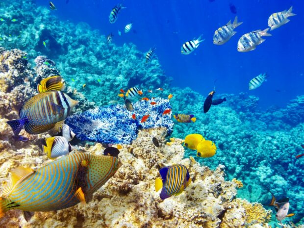 Vibrant coral reef full of colorful fish swimming in clear blue water