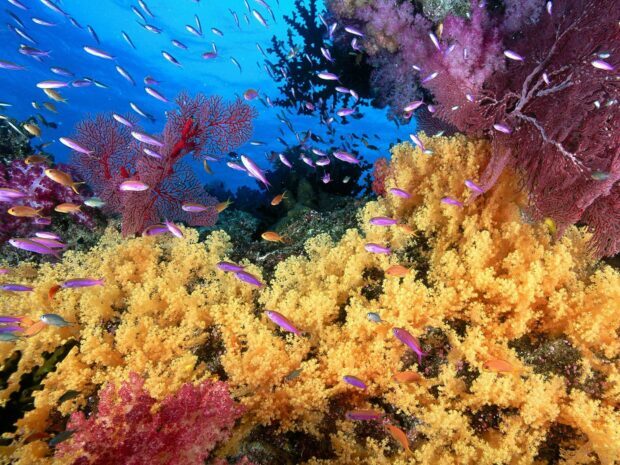 Vibrant coral reef with colorful fish swimming around yellow and red coral reefs in clear blue water