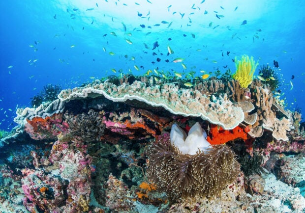 Vibrant coral reef with diverse marine life underwater in a coral reef