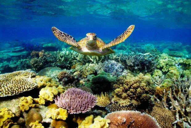 A sea turtle swimming above vibrant coral reef in clear ocean water