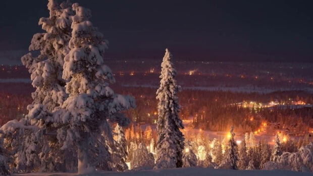 Snowy forest landscape with winter trees covered in snow at night