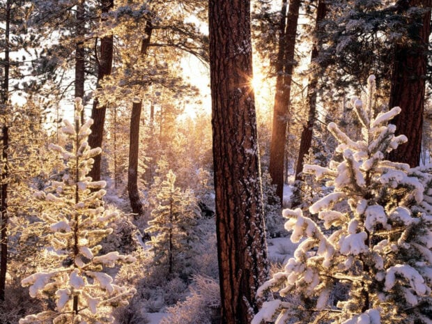 Snowy pine trees in a forest with warm sunlight in winter morning