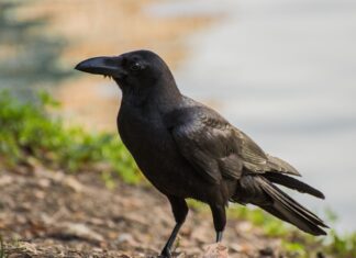 A close up of a crow standing on the ground with natural surroundings in the background