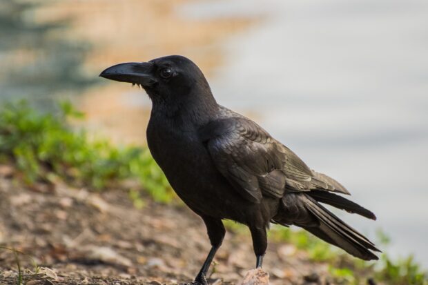 A close up of a crow standing on the ground with natural surroundings in the background