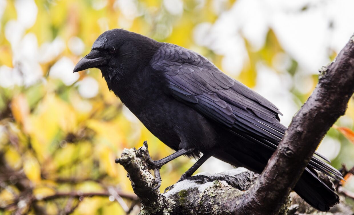 Crow Wallpapers - PixelsTalk