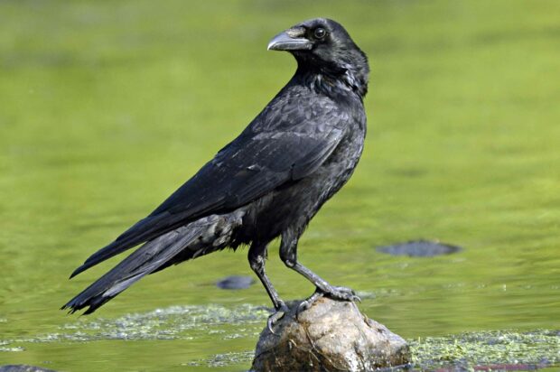 A lone crow standing on a rock in the middle of a green water body