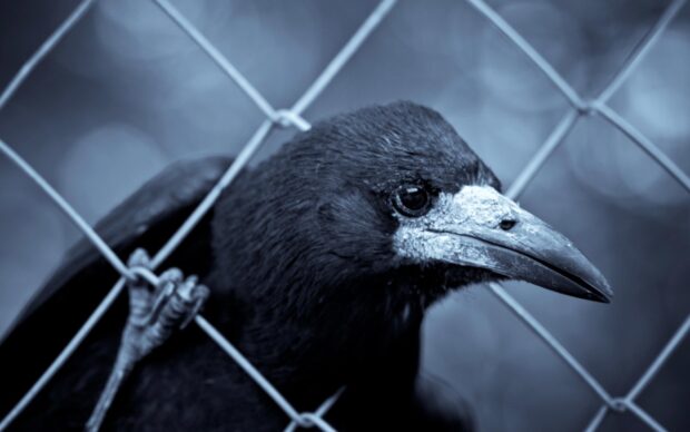 Close up of a crow gripping a chain link fence with its claw and beak visible