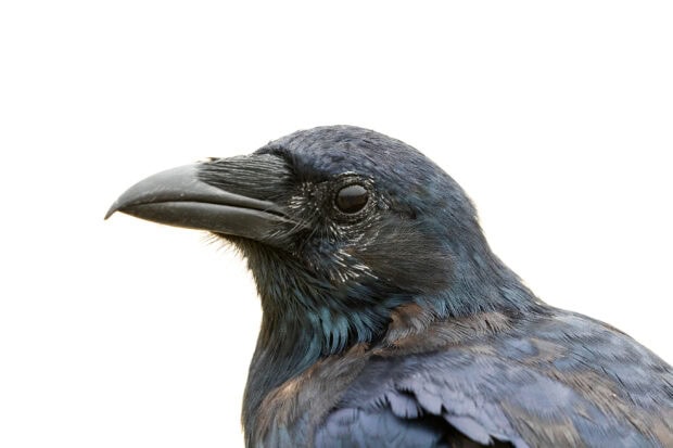 Close up of a crow with detailed blue feathers and black beak on a white background