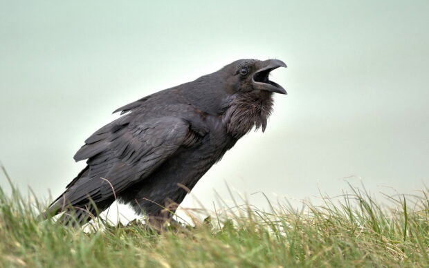 A close up of a crow standing on grass with its beak open