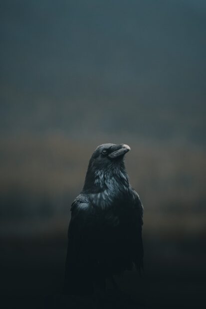 A close up of a crow perched in a dark moody setting