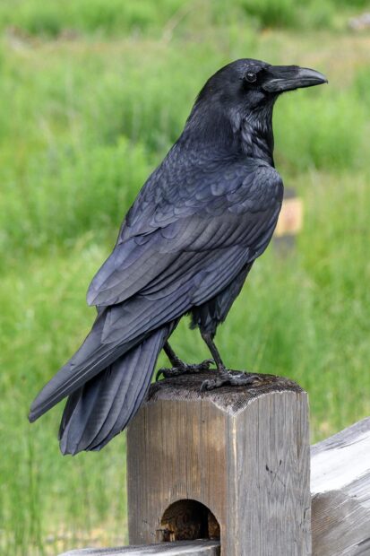 A detailed close up of a crow perched on a wooden post in a green field