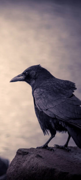 A close up of a crow standing on a rock by the water in dim light