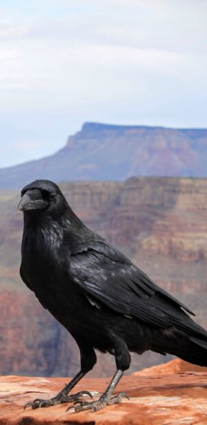 A close up of a crow standing on red rocks with mountains in the background