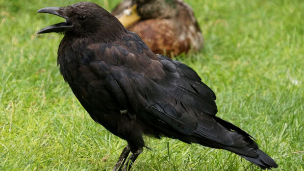 A crow standing on the green grass with a blurred duck in the background