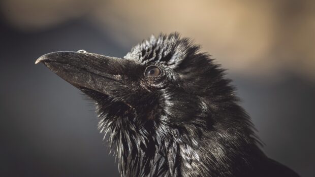 Close up of a crow showing detailed feathers and beak in natural light