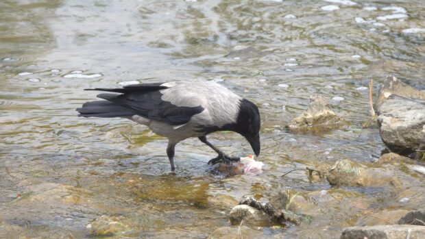 A crow standing in shallow water with a fish held in its claws
