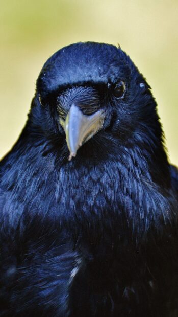 Close up of a crow showing detailed feathers and sharp beak