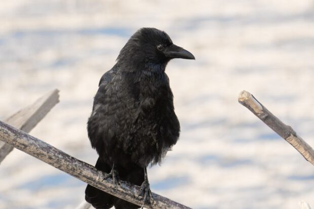 A black crow perched on a branch in natural outdoor surroundings