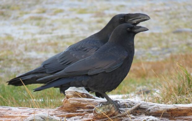 Two crows perched calmly on wood in natural grass environment