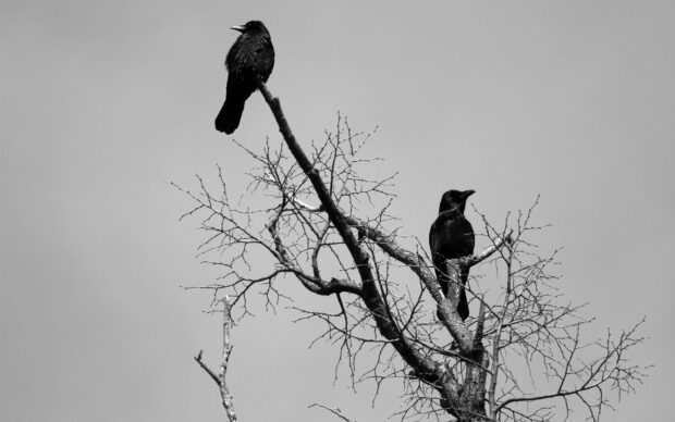 Two crows perched on branches of a leafless tree against a clear sky