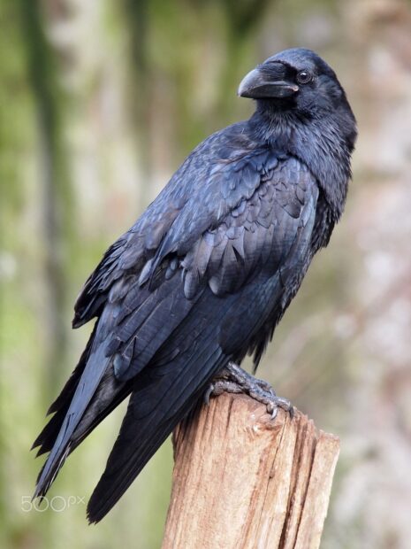 A close up of a crow perched on a wooden post showing detailed feathers
