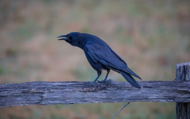 A crow perched on a wooden fence with its beak open in a natural setting