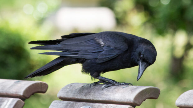 A crow standing on a wooden bench looking downward in a natural setting