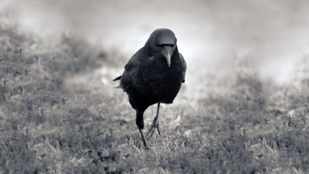 A crow walking on grass with a blurred natural background in black and white