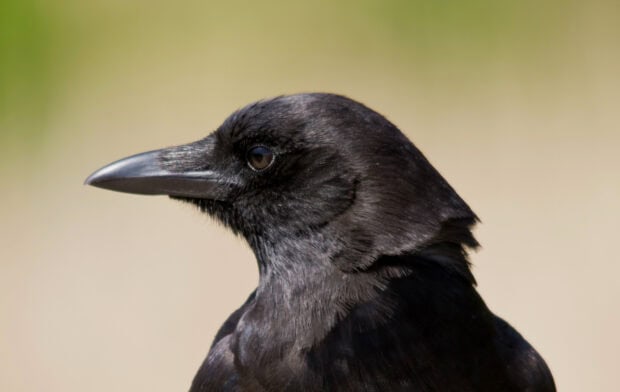 Close up of a crow head showing detailed feathers and sharp beak