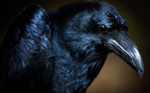 Close up of a crow showing detailed glossy feathers and sharp beak
