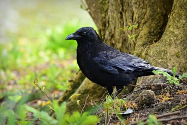 A crow standing near the base of a tree in a natural green environment