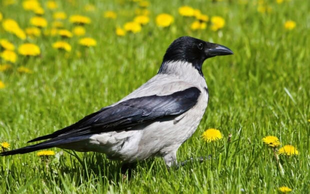 A hooded crow standing on green grass with yellow dandelions in the background