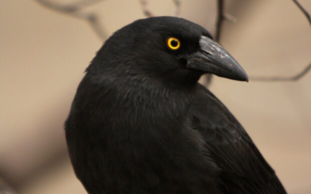 Close up of a crow showing its yellow eye and black feathers in detail