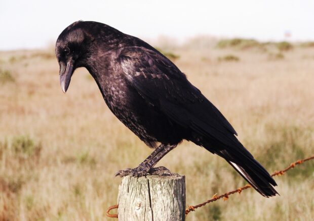 A crow perched on a wooden post in a field looking downward