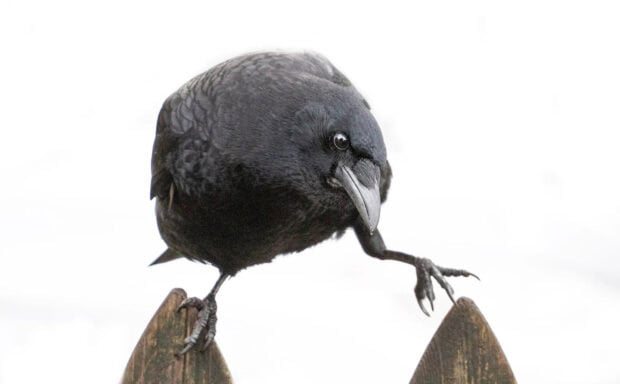 A curious crow standing on a wooden fence looking closely with sharp eyes