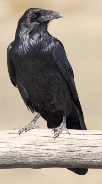 Close up of a crow perched on a wooden branch with detailed feathers