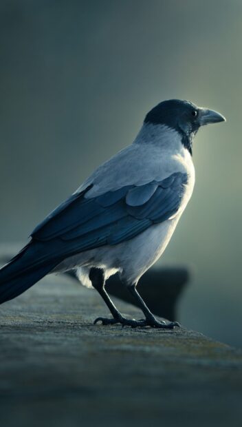 A close up of a hooded crow standing on a stone surface in soft natural light