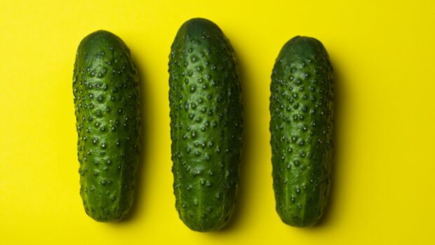 Three fresh cucumber vegetables on a vibrant yellow background arranged in a row