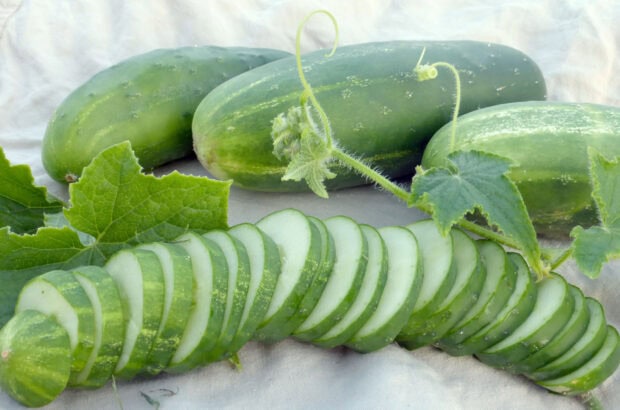 Fresh cucumber slices with cucumber leaves on a white cloth showcasing cucumber quality