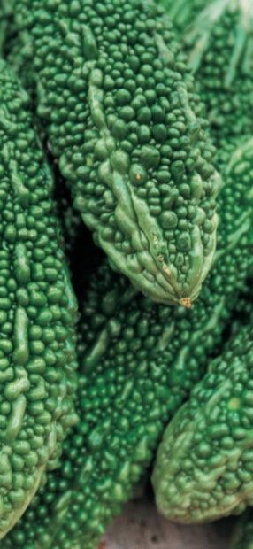 Close up of fresh cucumber with unique textured surface
