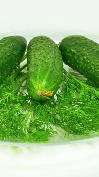 Fresh cucumber surrounded by green dill herbs on a white plate