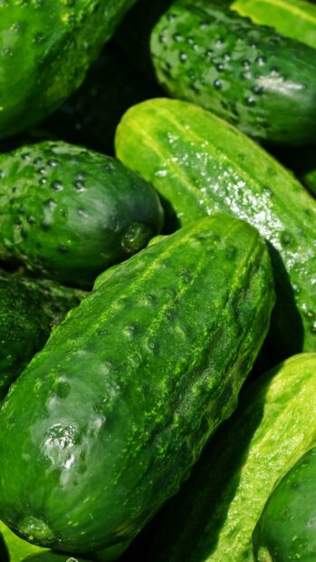 Fresh green cucumber close up with textured skin in natural light