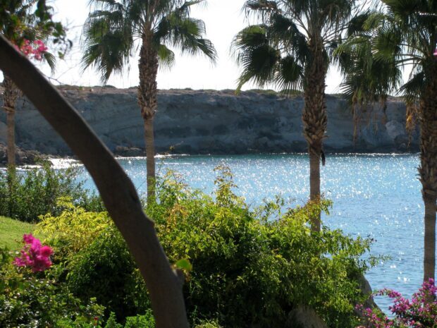Beautiful Cyprus coastline with palm trees and lush greenery by the sparkling sea