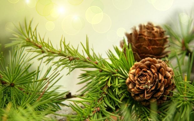 Close up of fir tree leaves with pine cones on blurred background