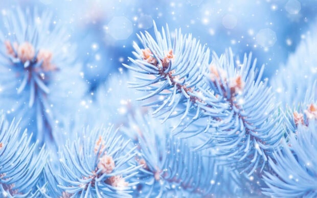 Close up of fir tree needles covered in frost with snowflakes in the background