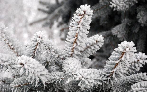Close up of fir tree needles covered with snow and frost in winter forest